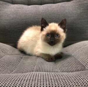 siamese cat on chair