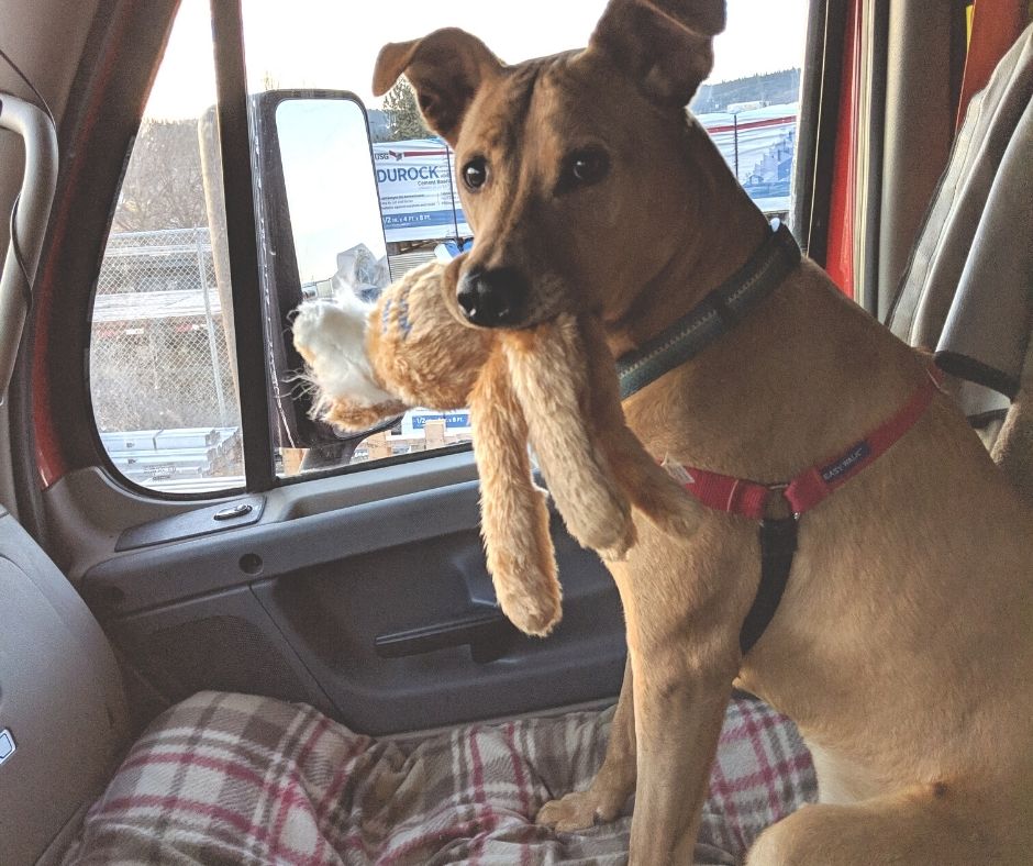 dog with stuffed animal in truck