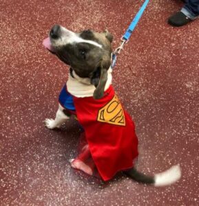 dog in superman outfit