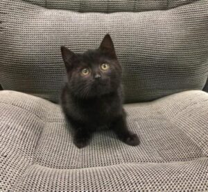 black cat on chair
