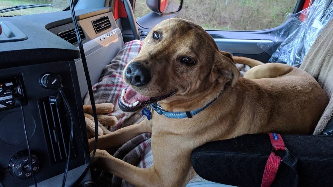 dog relaxing in passenger seat
