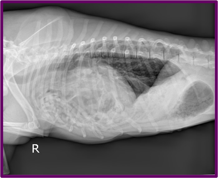 x-ray of dog chest