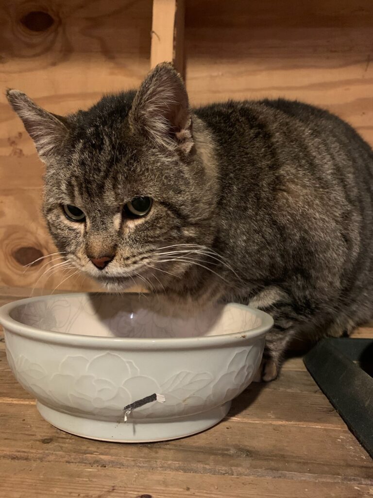 feral cat over food bowl