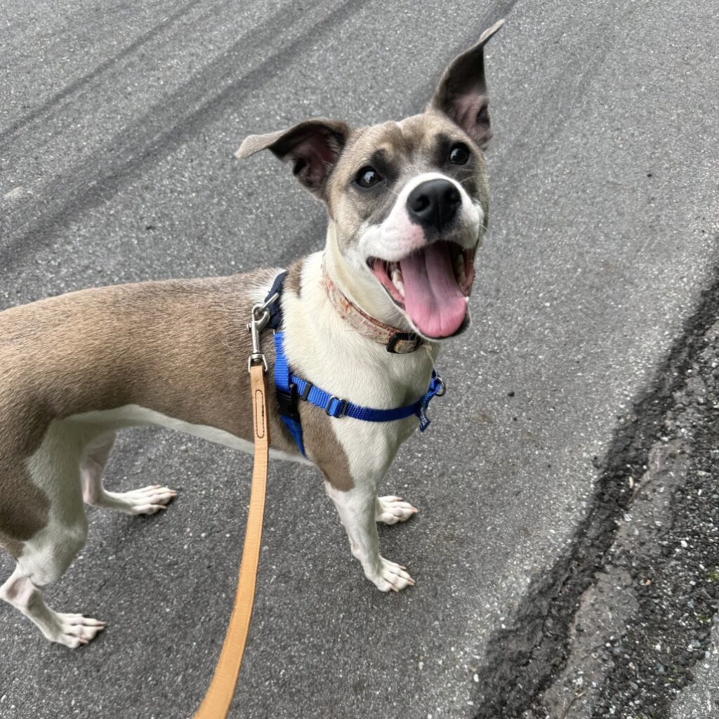 A medium sized white and brown dog with a black nose, with her mouth open, being walked in a harness with a leash outside.