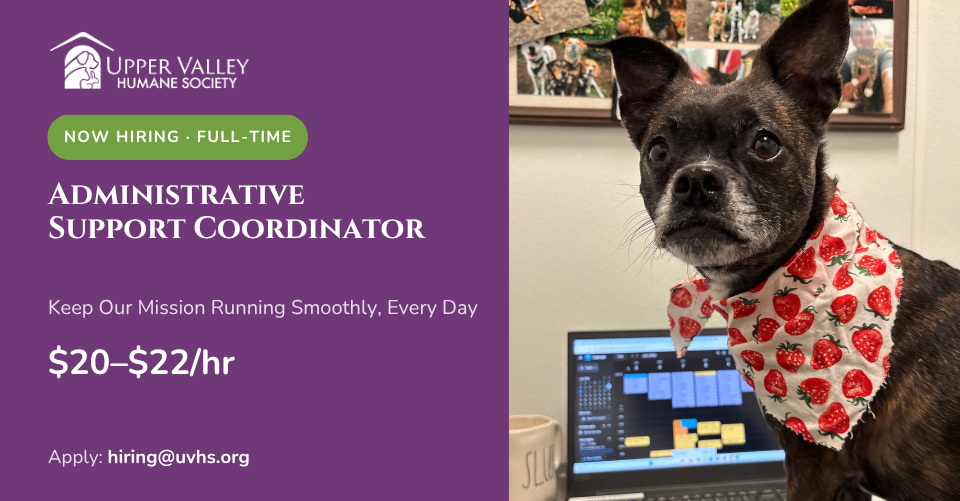 A small brown dog with white on her snout, wearing a strawberry bandana sits in front of a laptop. The text reads: Upper Valley Humane Society now hiring - full-time Administrative Support Coordinator. Keep Our Mission Running Smoothly, Every Day. $20-$22/hr. Apply: hiring@uvhs.org.